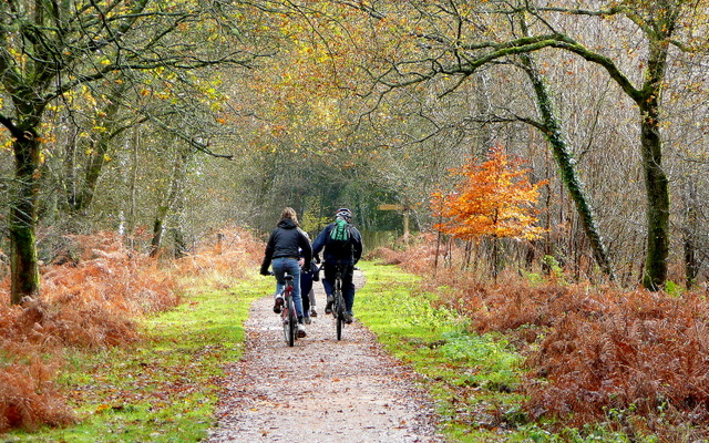 forest of dean cycle trail